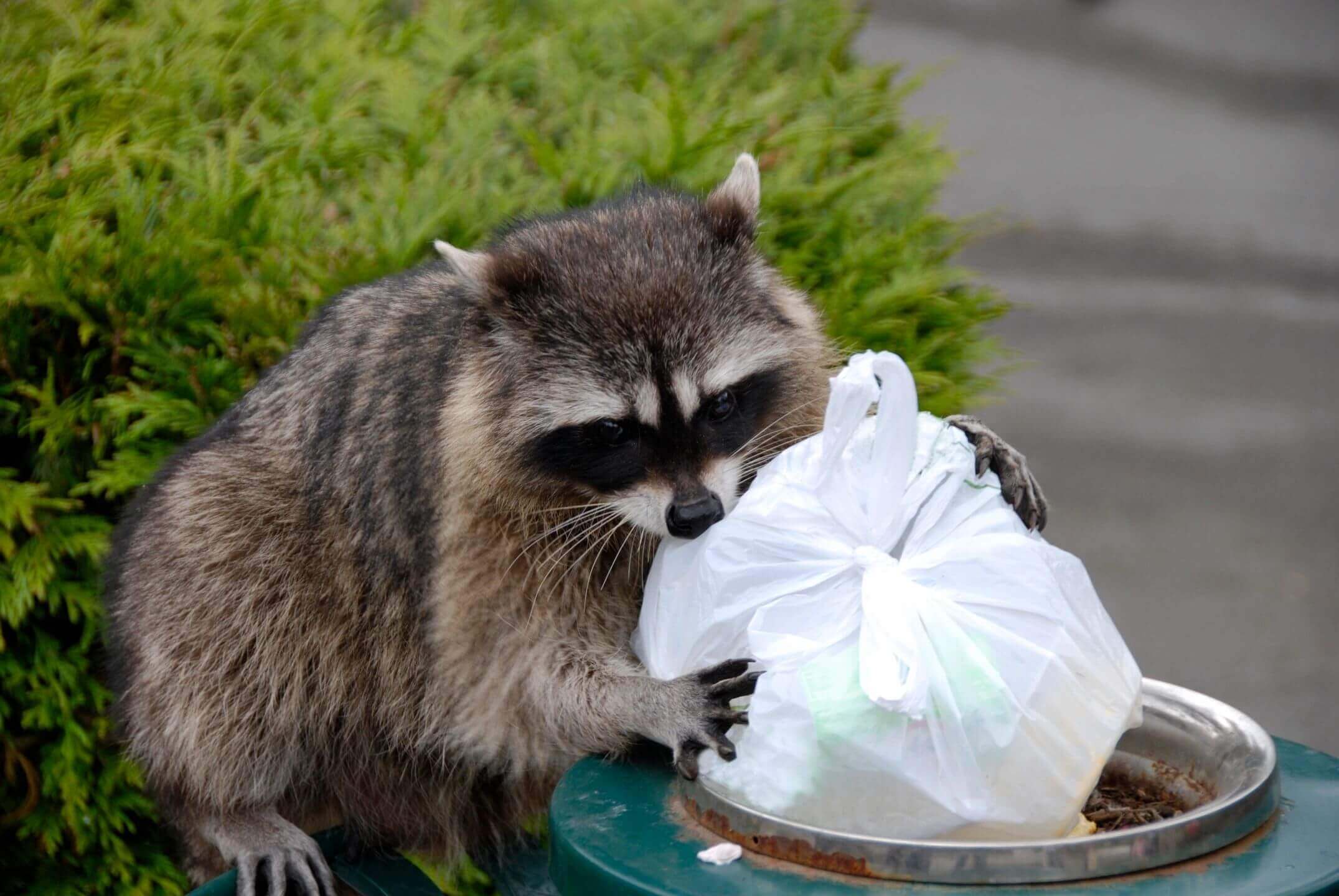 A raccoon is eating food from a trash can.